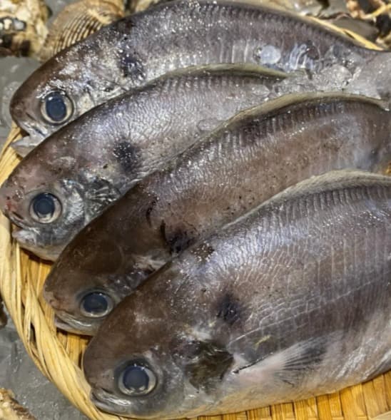 ざるの上で美しく氷に冷やされた、「鮨ゆうじ (Sushi Yuji)」こだわりの新鮮な魚介